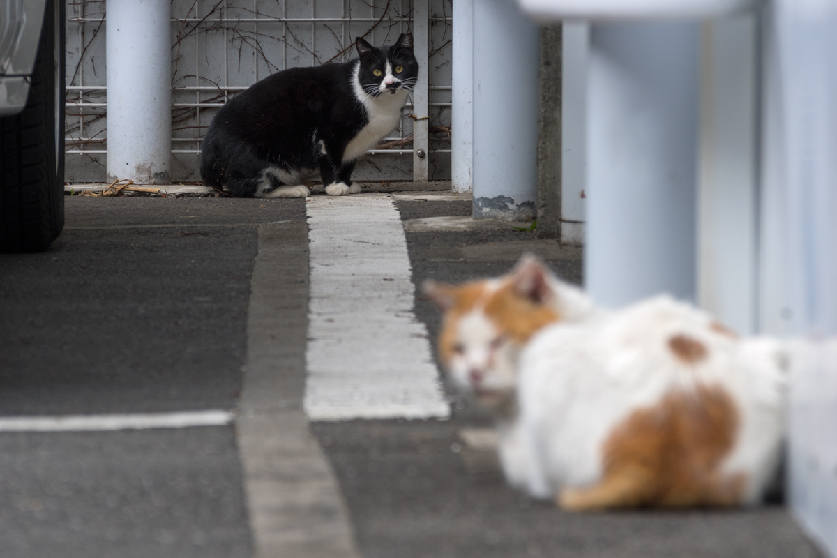 猫は好き？