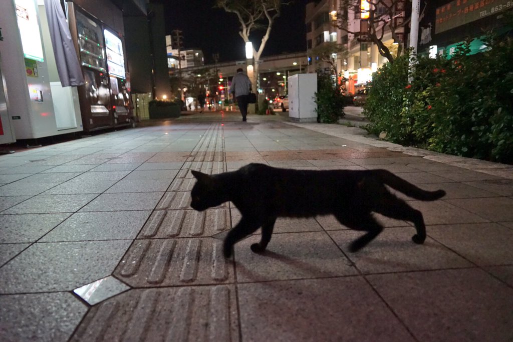 黒猫は好き？