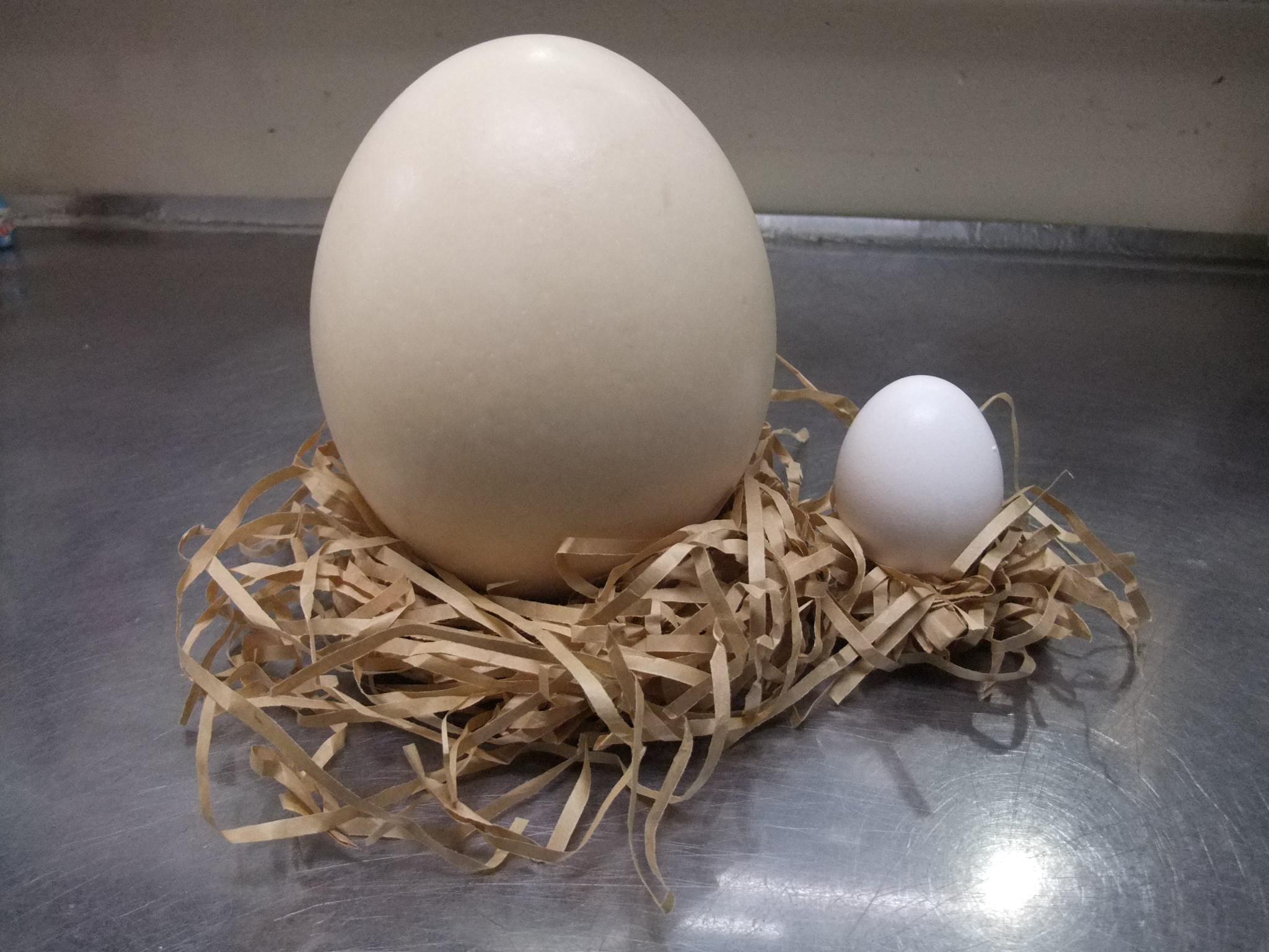 ダチョウの卵は好き？