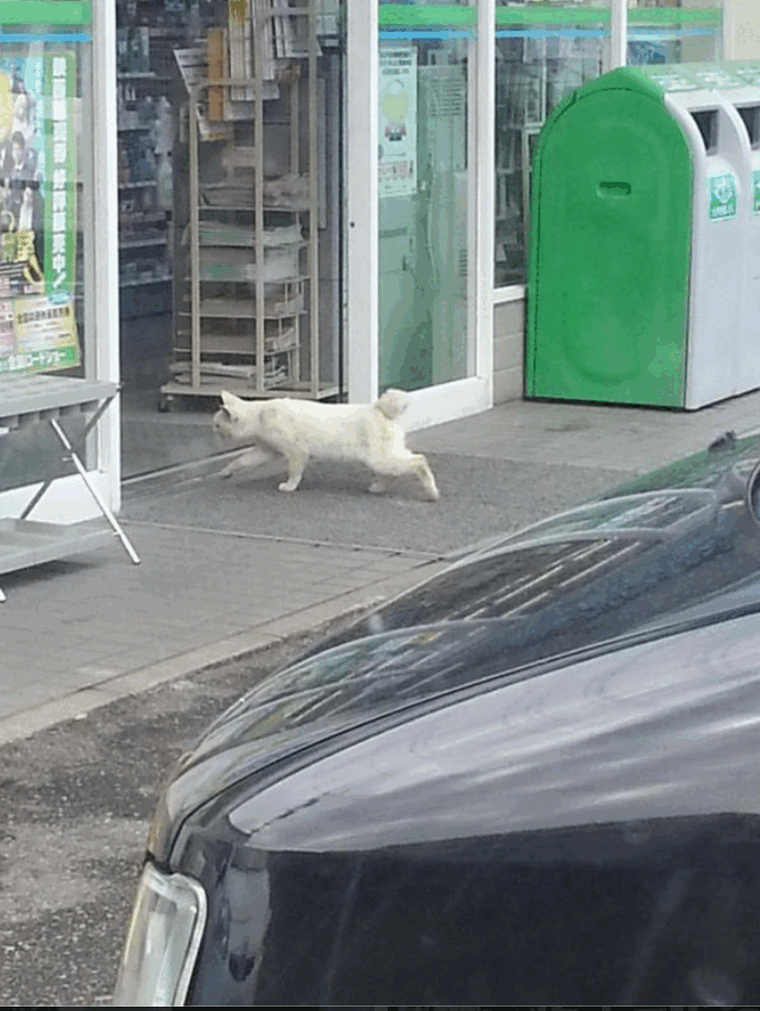 猫は好き？